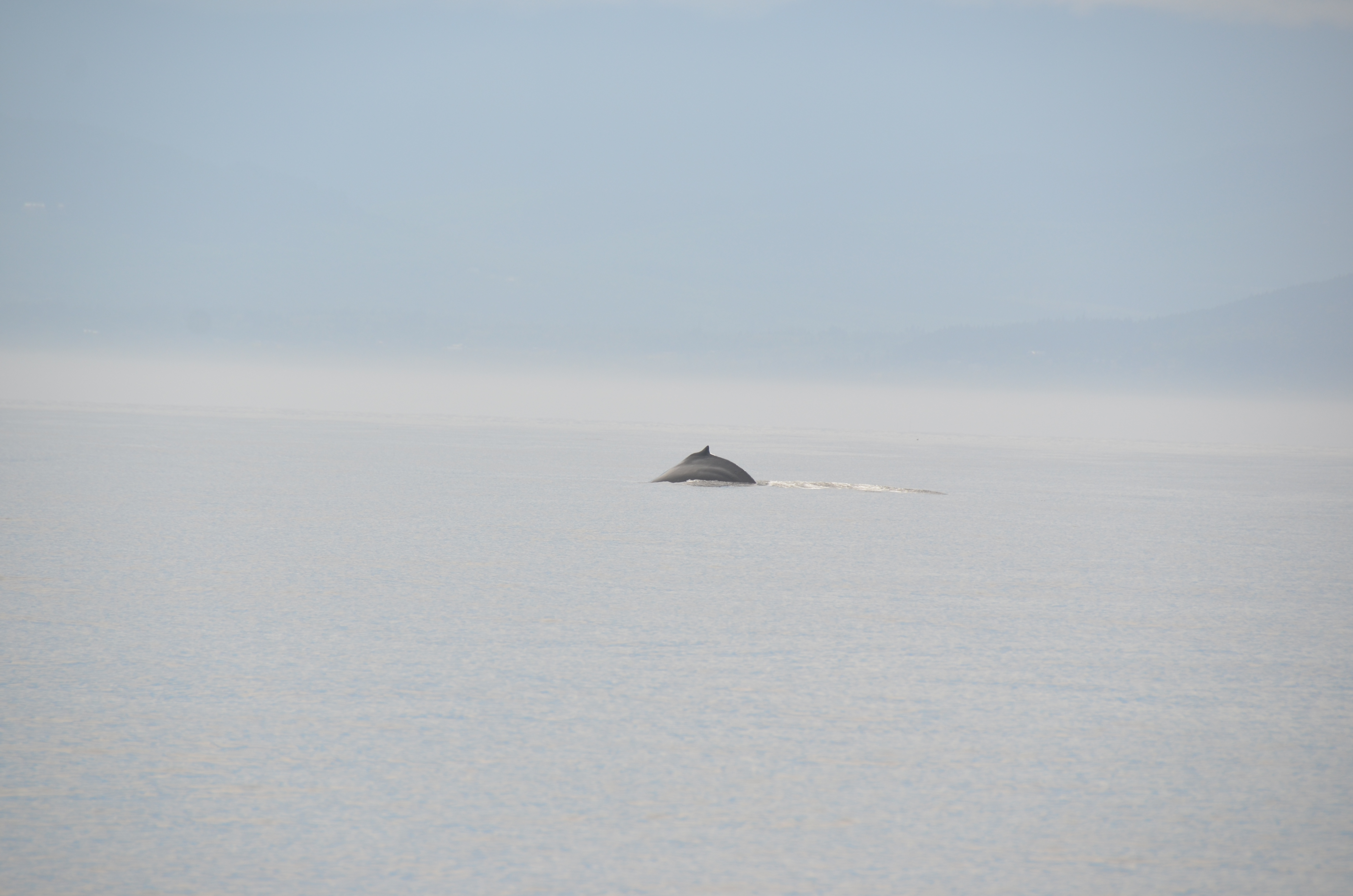photos/wildlife/Mammal_Species/Humpback Whale/DSC_0023.JPG